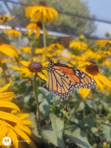 Monarch Butterfly on a Black-Eyed Susan flower