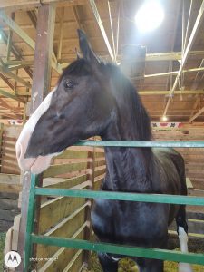 One of the horses at the Elkhart County Fair