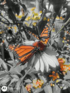 Spot Color image of Monarch Butterfly on flower, taken with Moto Z4