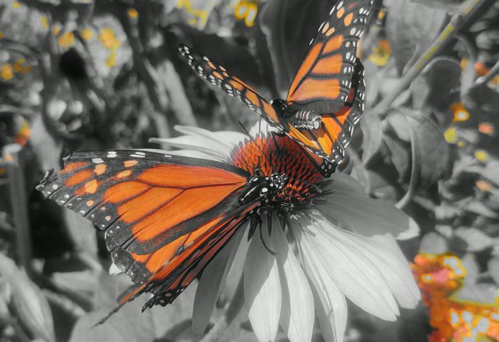 Spot Color image of Monarch Butterfly on flower, taken with Moto Z4