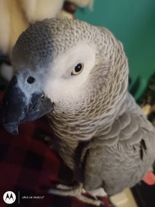 Dudley, my African Grey parrot, giving me the "stink eye", because I bought him a new carrier and made him use it. 